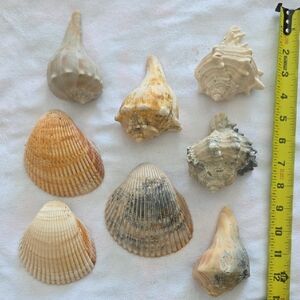 Coastal Decor Medium Sized Natural Seashell Collection In Natural Hues